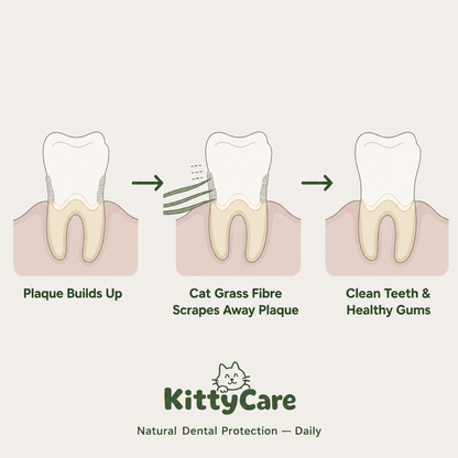 Dental Defense Longevity Bundle